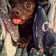 Skye joined the competition — help win amazing prizes! dog, tongue_out, blanket, cozy, close_up, paw, cute, pet, fur, snuggle, warm, indoor, animal, small_dog, expression, face, resting, soft_texture, comfort, brown