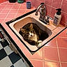 cat, sink, kitchen, pink_tiles, countertop, faucet, soap_dispenser, container, floor_tiles, black_and_white_floor, pet, indoor, relaxed, feline, curious, household, cleaning_supplies, domestic, cozy, resting