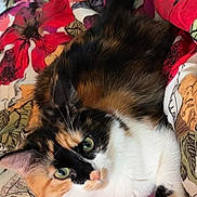 Rayne Dropz joined the competition — help win amazing prizes! animal, bedroom, blanket, calico, cat, closeup, cozy, cute, domestic_cat, floral_pattern, fluffy, fur, green_eyes, indoor, mammal, pet, relaxed, resting, soft, whiskers
