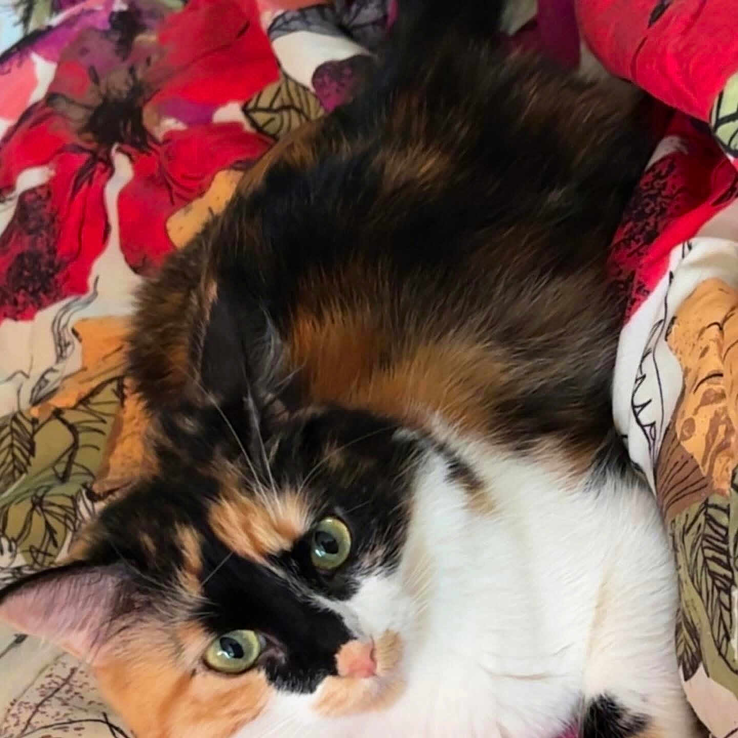 Rayne Dropz joined the competition — help win amazing prizes! animal, bedroom, blanket, calico, cat, closeup, cozy, cute, domestic_cat, floral_pattern, fluffy, fur, green_eyes, indoor, mammal, pet, relaxed, resting, soft, whiskers