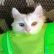 Foofie joined the competition — help win amazing prizes! amber_eye, animal, background, blue_eye, cat, close_up, curious, cute, ears, feline, green_bag, head, heterochromia, indoor, mesh_bag, pet, pink_nose, texture, whiskers, white_cat