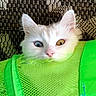 cat, white_cat, heterochromia, blue_eye, amber_eye, pink_nose, whiskers, green_bag, mesh_bag, curious, pet, close_up, feline, animal, indoor, texture, background, head, ears, cute