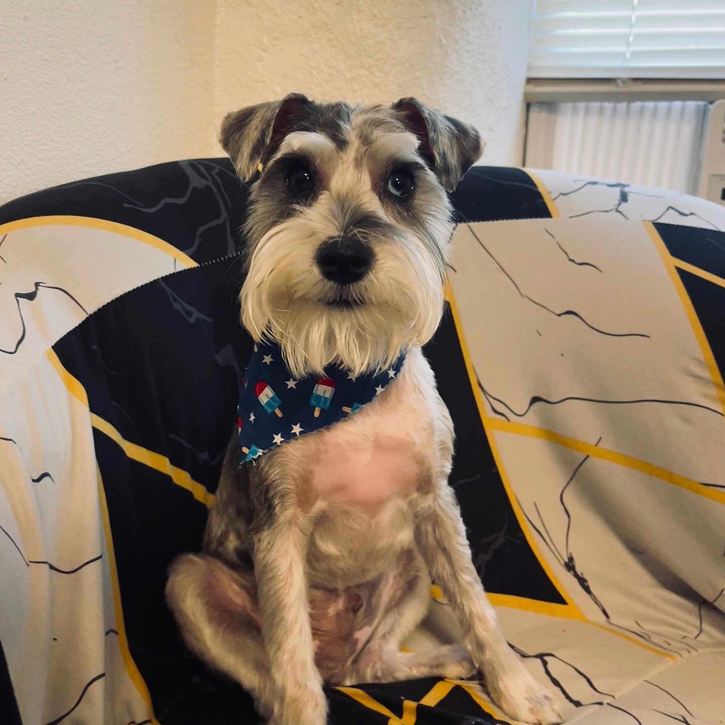 Bodie is registered to the contest to win money with this photo: accessories, animal, architecture, blanket, building, canine, chair, couch, curtain, cushion, dog, furniture, homedecor, indoors, interiordesign, outdoors, pet, puppy, shelter, terrier