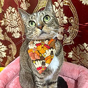 Michi joined the competition — help win amazing prizes! cat, tabby, bandana, turkey_pattern, pink_bed, plush_bed, green_eyes, curious_expression, indoor, decorative_background, red_and_gold, ornate_pattern, whiskers, sitting, pet, feline, closeup, holiday_theme, costume, cute