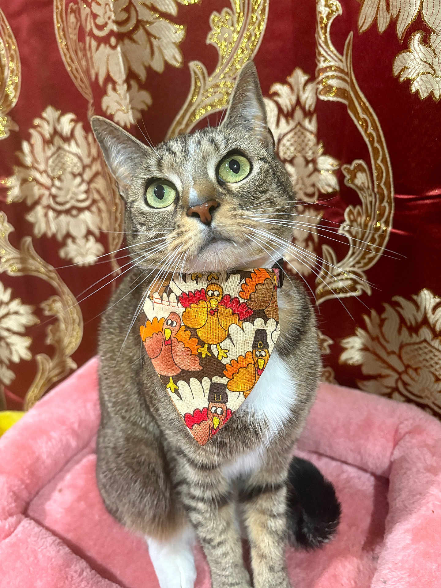 Michi joined the competition — help win amazing prizes! cat, tabby, bandana, turkey_pattern, pink_bed, plush_bed, green_eyes, curious_expression, indoor, decorative_background, red_and_gold, ornate_pattern, whiskers, sitting, pet, feline, closeup, holiday_theme, costume, cute