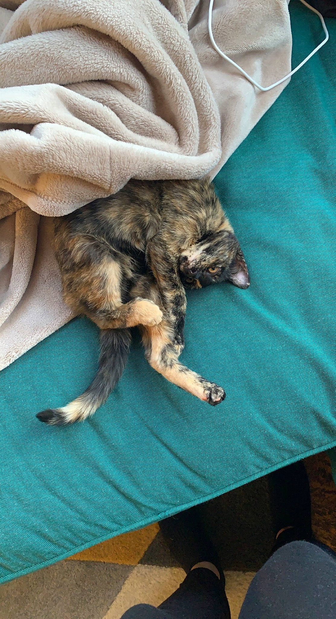 Zozo a rejoint le concours — aidez-le/la à gagner de superbes lots ! carnivore, cat, claw, comfort, domestic_short_haired_cat, fawn, felidae, fur, grass, human_leg, linens, nap, sleep, small_to_medium_sized_cats, tail, terrestrial_animal, textile, whiskers