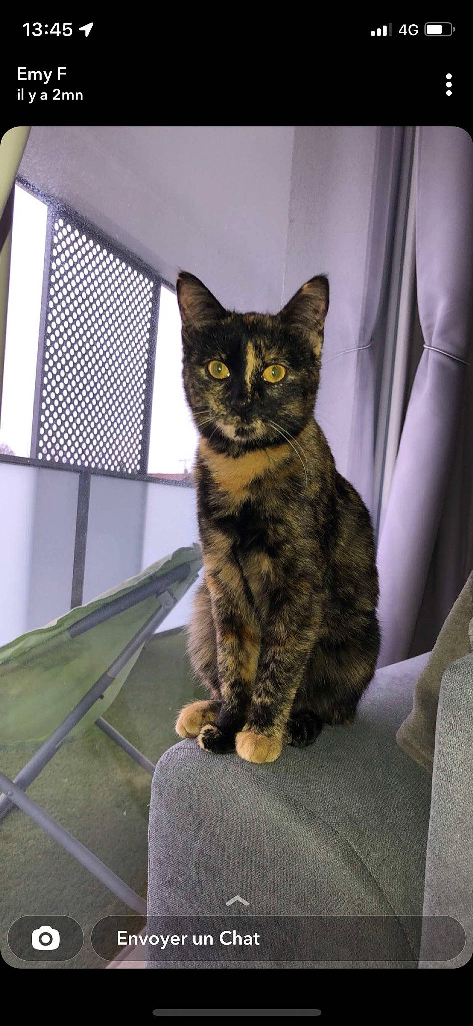 Zozo a rejoint le concours — aidez-le/la à gagner de superbes lots ! carnivore, cat, cat_furniture, claw, comfort, couch, curtain, domestic_short_haired_cat, felidae, fur, grey, mesh, paw, sitting, small_to_medium_sized_cats, snout, tail, terrestrial_animal, whiskers