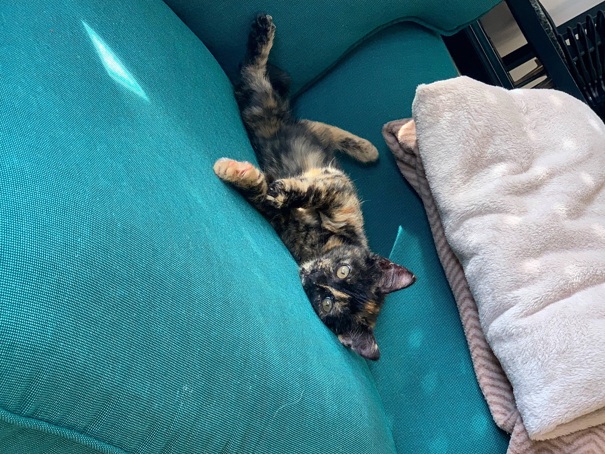 Zozo a rejoint le concours — aidez-le/la à gagner de superbes lots ! bed, canidae, carnivore, cat, claw, comfort, companion_dog, couch, dog_breed, domestic_short_haired_cat, fawn, felidae, fur, linens, nap, room, small_to_medium_sized_cats, sporting_group, tail, whiskers