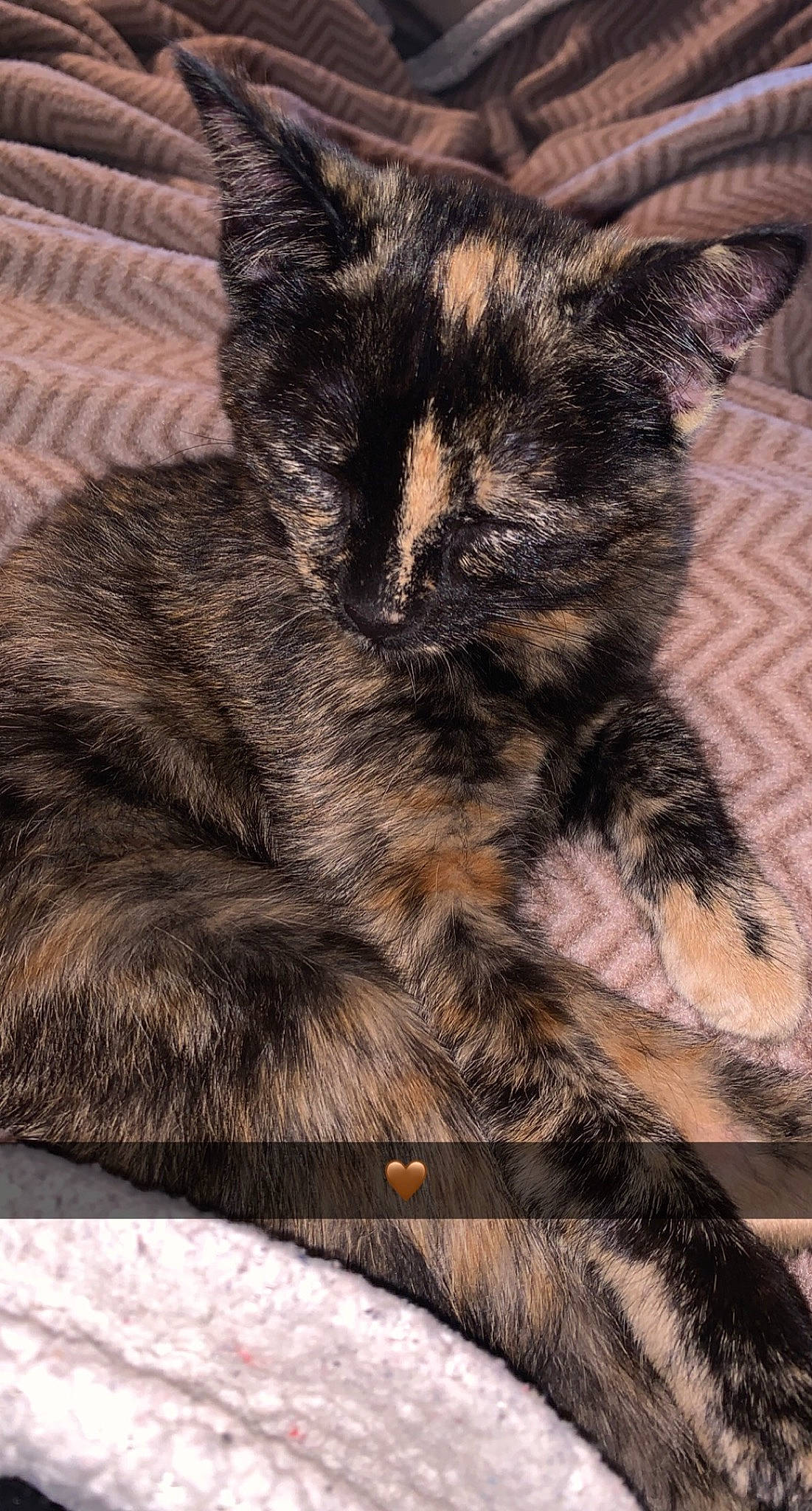 Zozo a rejoint le concours — aidez-le/la à gagner de superbes lots ! carnivore, cat, claw, comfort, domestic_short_haired_cat, felidae, fur, lap, nap, paw, sleep, small_to_medium_sized_cats, snout, tail, terrestrial_animal, textile, whiskers