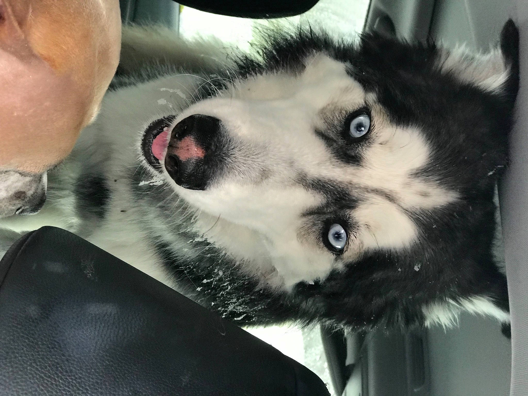 Bosco joined the competition — help win amazing prizes! canidae, carnivore, companion_dog, dog, dog_breed, ear, eye, eyelash, fur, head, jaw, mammal, monochrome, monochrome_photography, paw, sled_dog, snout, sporting_group, whiskers, working_animal