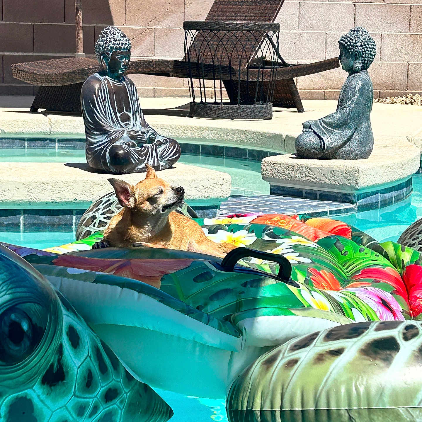 Coco joined the competition — help win amazing prizes! adult, animal, art, canine, chair, dog, face, furniture, head, male, man, outdoors, person, pet, plant, pool, pottedplant, summer, swimmingpool, water