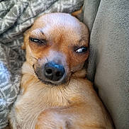 Abee participe au concours pour gagner de l'argent avec cette photo : dog, canine, pet, close_up, portrait, tan_fur, brown_fur, black_nose, sleepy, sleeping, side_eye, face, muzzle, whiskers, eyes, indoors, blanket, cushion, cozy, relaxed