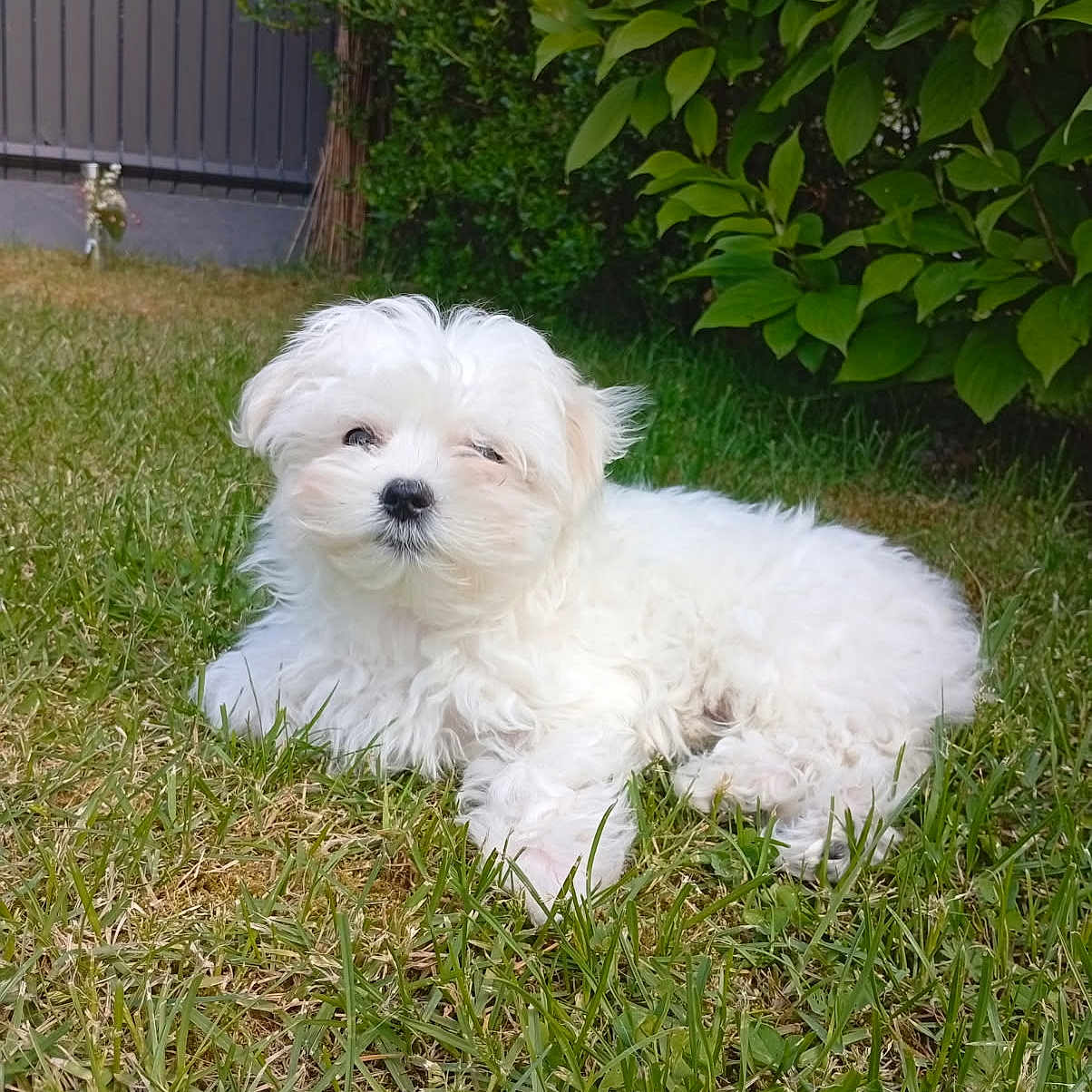 Angel a rejoint le concours — aidez-le/la à gagner de superbes lots ! animal, backyard, canine, dog, eskimodog, flower, grass, green, herbal, herbs, lawn, nature, outdoors, pet, plant, poodle, puppy, vegetation, whitedog, yard
