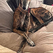 Tao a rejoint le concours — aidez-le/la à gagner de superbes lots ! alert, animal, brindle, brown, canine, collar, couch, cozy, crossed_paws, dog, domestic_animal, ears, fur, furniture, indoor, pet, pillow, relaxed, resting, snout