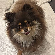 Vaya a rejoint le concours — aidez-le/la à gagner de superbes lots ! dog, pomeranian, fluffy, pet, animal, cute, brown, black, white, fur, small_dog, indoors, blanket, looking_up, face, ears, tongue, bed, cozy, friendly