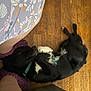 Marley participe au concours pour gagner de l'argent avec cette photo : dog, black_dog, floor, wooden_floor, collar, person, legs, pajamas, floral_pattern, slippers, purple_slippers, pet, indoor, relaxed, lying_down, animal, cute, home, cozy, companion