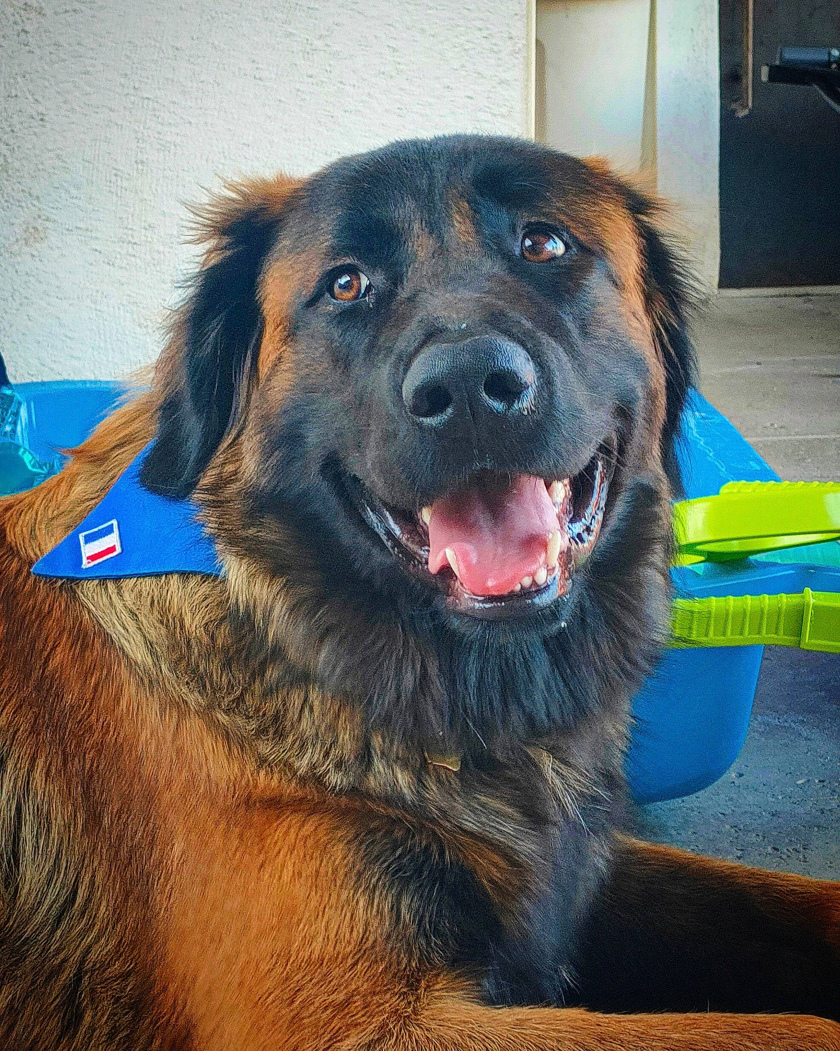 Maverick a rejoint le concours — aidez-le/la à gagner de superbes lots ! canidae, carnivore, collar, companion_dog, dog, dog_breed, door, electric_blue, fur, gaddi_kutta, giant_dog_breed, guard_dog, herding_dog, liver, snout, sporting_group, terrestrial_animal, whiskers, working_animal, working_dog