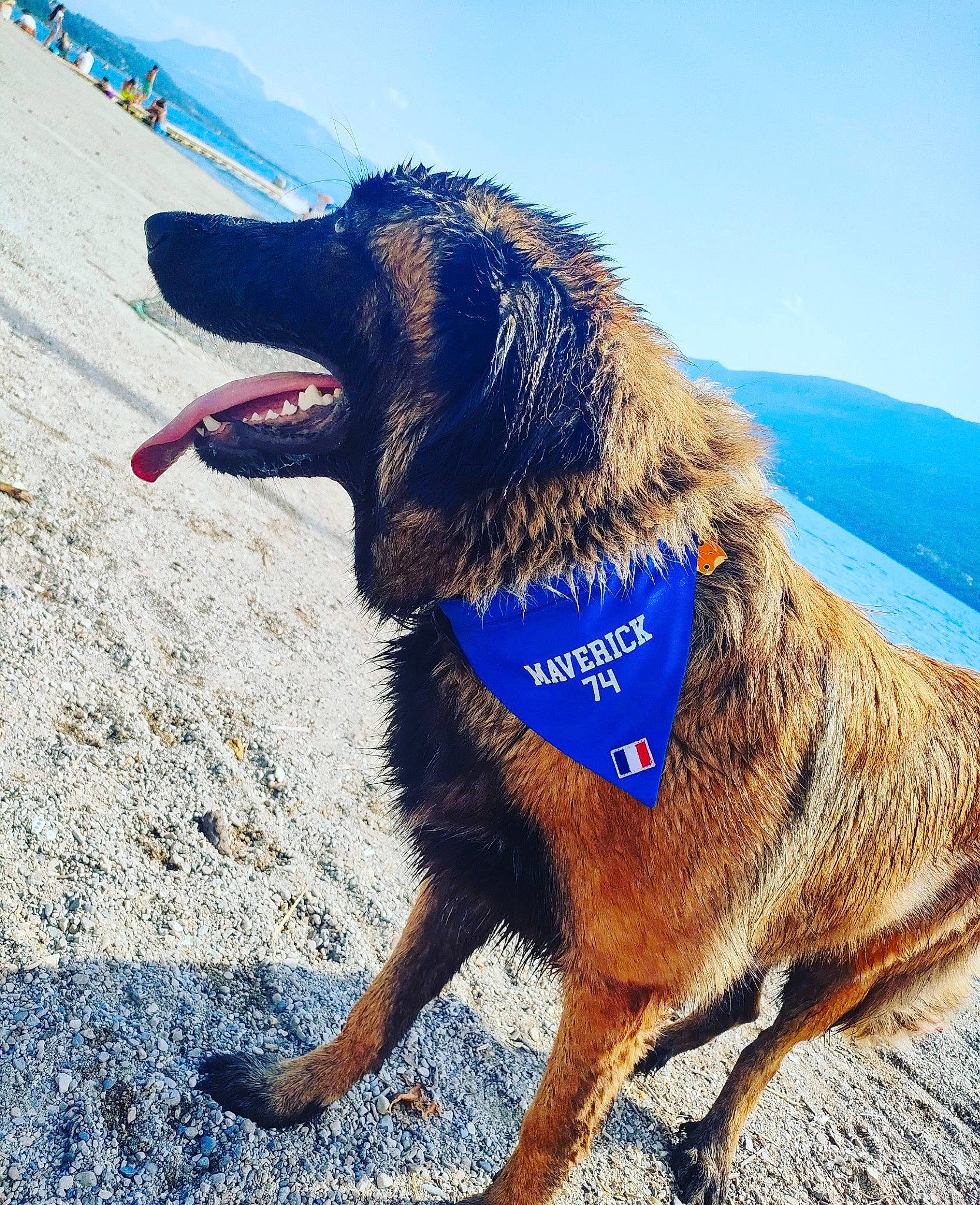 Maverick a rejoint le concours — aidez-le/la à gagner de superbes lots ! blue, canidae, carnivore, collar, companion_dog, dog, dog_breed, dog_collar, electric_blue, gun_dog, liver, retriever, sky, snout, sporting_group, tail, travel, water, working_animal, working_dog