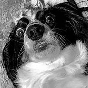 Booboo joined the competition — help win amazing prizes! attention, black_and_white, blanket, close_up, cute, dog, fur, furry_chest, indoor, lying_down, macro_shot, muzzle, pet, portrait, silly_face, surprised_expression, teeth, wet_nose, whiskers, wide_eyes