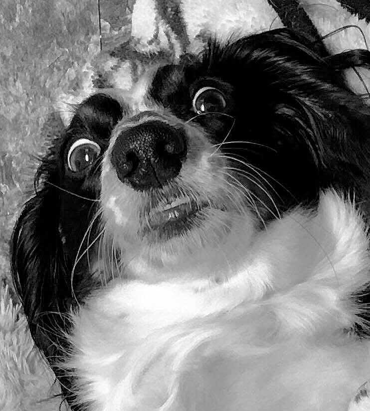 Booboo joined the competition — help win amazing prizes! attention, black_and_white, blanket, close_up, cute, dog, fur, furry_chest, indoor, lying_down, macro_shot, muzzle, pet, portrait, silly_face, surprised_expression, teeth, wet_nose, whiskers, wide_eyes