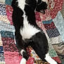 animal, bed, black_and_white, cat, cozy, cute, domestic, feline, fur, indoor, lying_down, patchwork_quilt, pattern, paw, pet, relaxed, resting, sleeping_position, textile, whiskers