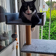 Will participe au concours pour gagner de l'argent avec cette photo : balcony, black_and_white, cat, cat_tree, curious, feline, greenery, home, indoor, paw, pet, reflection, relaxed, resting, sunlight, toy, tuxedo_cat, vertical, window, wooden_floor