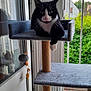 balcony, black_and_white, cat, cat_tree, curious, feline, greenery, home, indoor, paw, pet, reflection, relaxed, resting, sunlight, toy, tuxedo_cat, vertical, window, wooden_floor