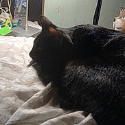 Sully a rejoint le concours — aidez-le/la à gagner de superbes lots ! animal, bed, bedroom, bedspread, black_cat, bottles, cat, cat_figurine, chargers, curled_up, feline, fur, household_items, indoor, lamp, lying_down, pet, resting, sleeping, whiskers