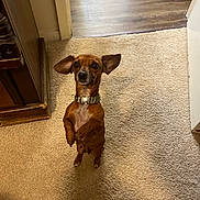 Sweet Pea joined the competition — help win amazing prizes! alert, animal, brown_dog, canine, carpet, collar, companion, cute, dog, domestic, ears, floor, hardwood_floor, house, indoor, looking_up, pet, small_dog, standing, wooden_furniture