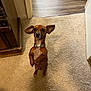 alert, animal, brown_dog, canine, carpet, collar, companion, cute, dog, domestic, ears, floor, hardwood_floor, house, indoor, looking_up, pet, small_dog, standing, wooden_furniture