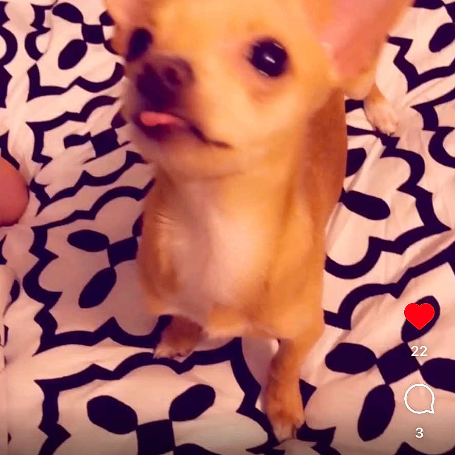 Bean joined the competition — help win amazing prizes! advertisement, animal, canine, chihuahua, computer, computerhardware, deer, dog, electronics, hardware, homedecor, monitor, pc, pet, poster, puppy, screen, snout, text, whitedog