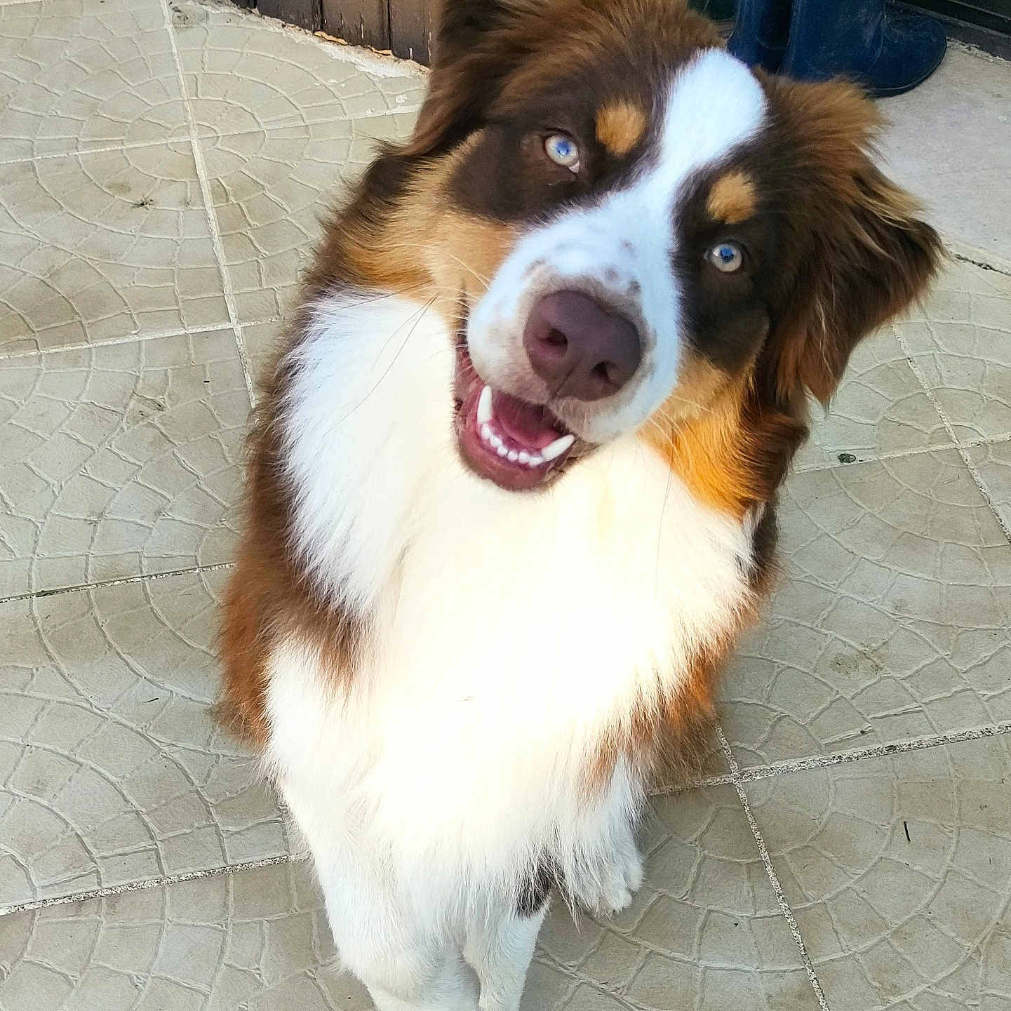 Texas participe au concours pour gagner de l'argent avec cette photo : animal, australian_shepherd, black_fur, blue_eyes, boots, brown_fur, canine, companion, cute, dog, fluffy, friendly, happy, outdoor, pet, portrait, sitting, tile_floor, tilted_head, white_fur
