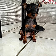 Princesse participe au concours pour gagner de l'argent avec cette photo : black_and_tan, couch, cute, dog, domestic_animal, ears, eyes, floor_tiles, fur, home, indoor, nose, pet, puppy, sitting, slipper, small_dog, table_leg, tile_floor, young_dog