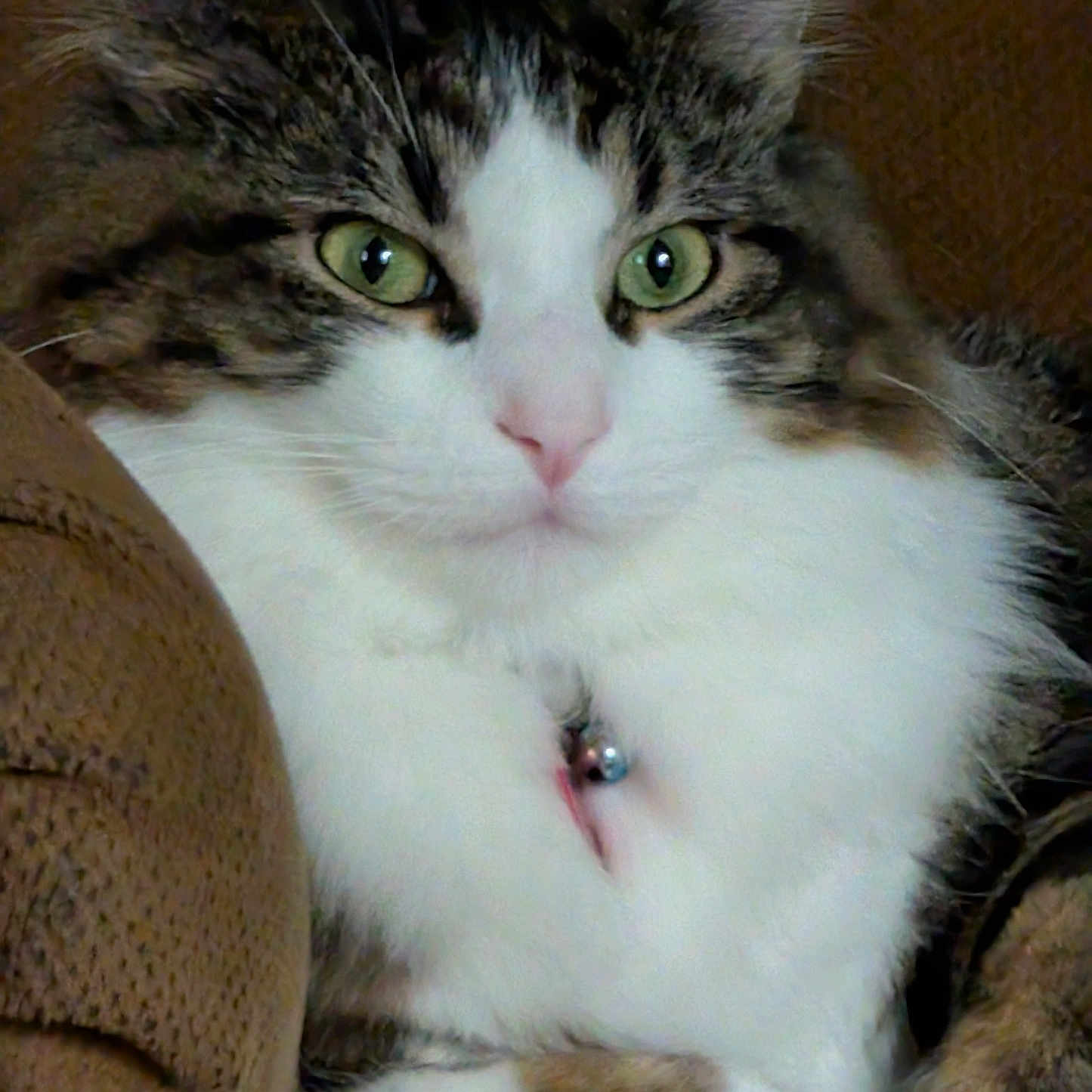 Binx joined the competition — help win amazing prizes! animal, bell, cat, close_up, collar, cozy, cute, feline, fluffy, green_eyes, indoor, paw, pet, portrait, relaxed, resting, soft_fur, tabby_fur, whiskers, white_fur