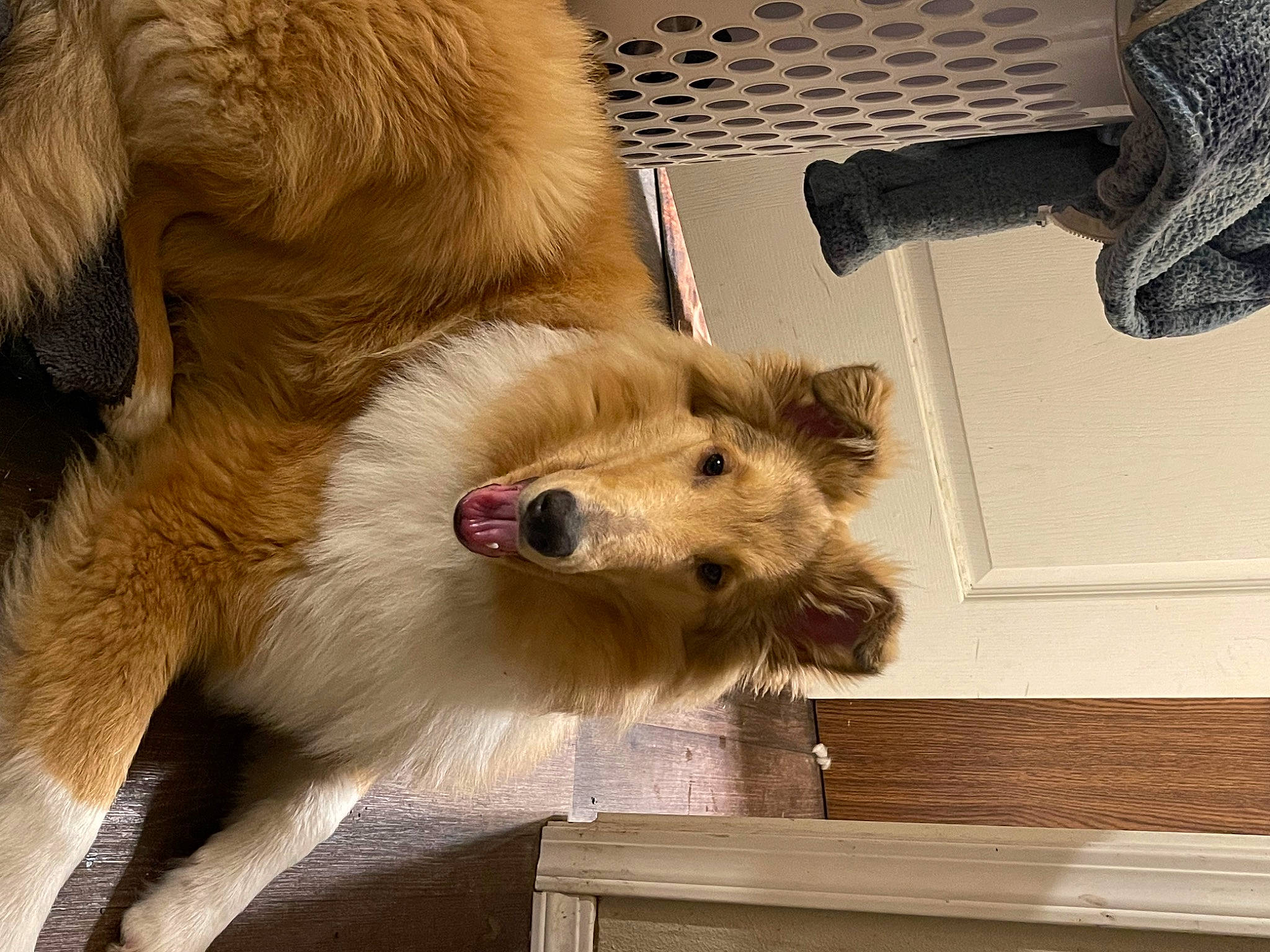 Dusty joined the competition — help win amazing prizes! canidae, carnivore, claw, companion_dog, dog, dog_breed, fawn, fur, hardwood, paw, small_terrier, snout, sporting_group, tail, terrier, whiskers, wood, working_animal