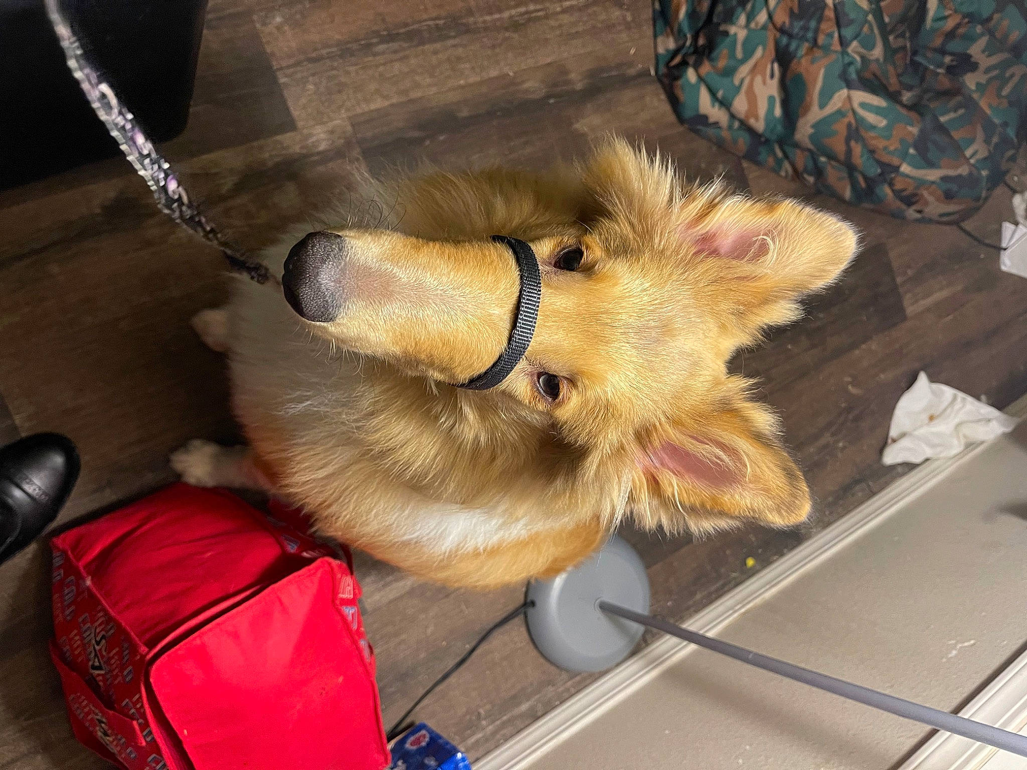 Dusty is registered to the contest to win money with this photo: bag, carnivore, claw, collar, companion_dog, dog, dog_breed, fashion_accessory, fawn, flooring, fur, fur_clothing, leash, luggage_and_bags, snout, sporting_group, tail, whiskers, wood, working_animal