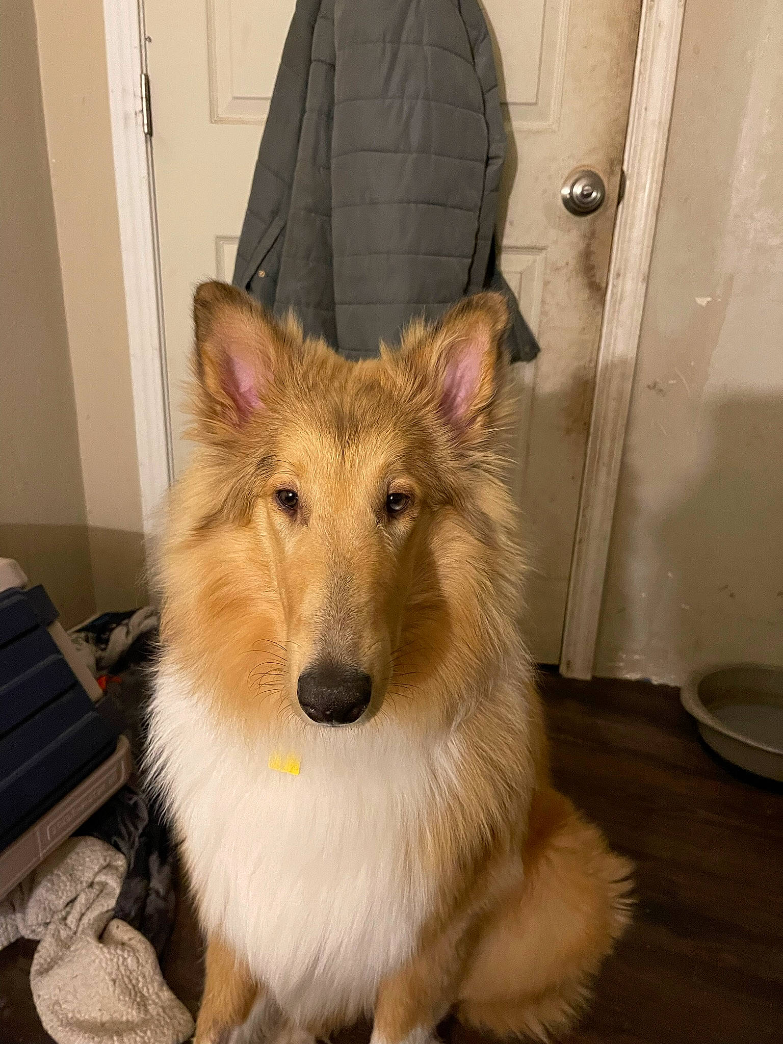 Dusty joined the competition — help win amazing prizes! carnivore, collar, collie, companion_dog, dog, dog_breed, door, fang, fawn, flooring, fur, jaw, pack_animal, pet_supply, rough_collie, scotch_collie, snout, sporting_group, whiskers, working_dog