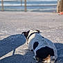 accessories, animal, bulldog, canine, dog, handrail, hound, leash, nature, outdoors, pet, pitbull, pointer, puppy, road, sea, sky, strap, terrier, water