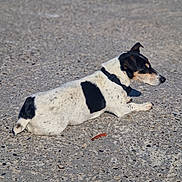 Hé Hop participe au concours pour gagner de l'argent avec cette photo : accessories, animal, beagle, bulldog, canine, chihuahua, collar, dog, gravel, hound, leash, pet, pitbull, pointer, puppy, road, strap, tarmac, terrier, tire