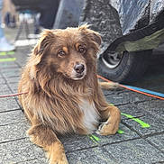 Woody a rejoint le concours — aidez-le/la à gagner de superbes lots ! dog, brown_fur, fluffy, sitting, outdoor, street, pavement, leash, vehicle, wheel, blurred_background, calm, pet, animal, canine, closeup, portrait, daylight, urban, resting