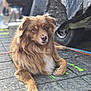 dog, brown_fur, fluffy, sitting, outdoor, street, pavement, leash, vehicle, wheel, blurred_background, calm, pet, animal, canine, closeup, portrait, daylight, urban, resting