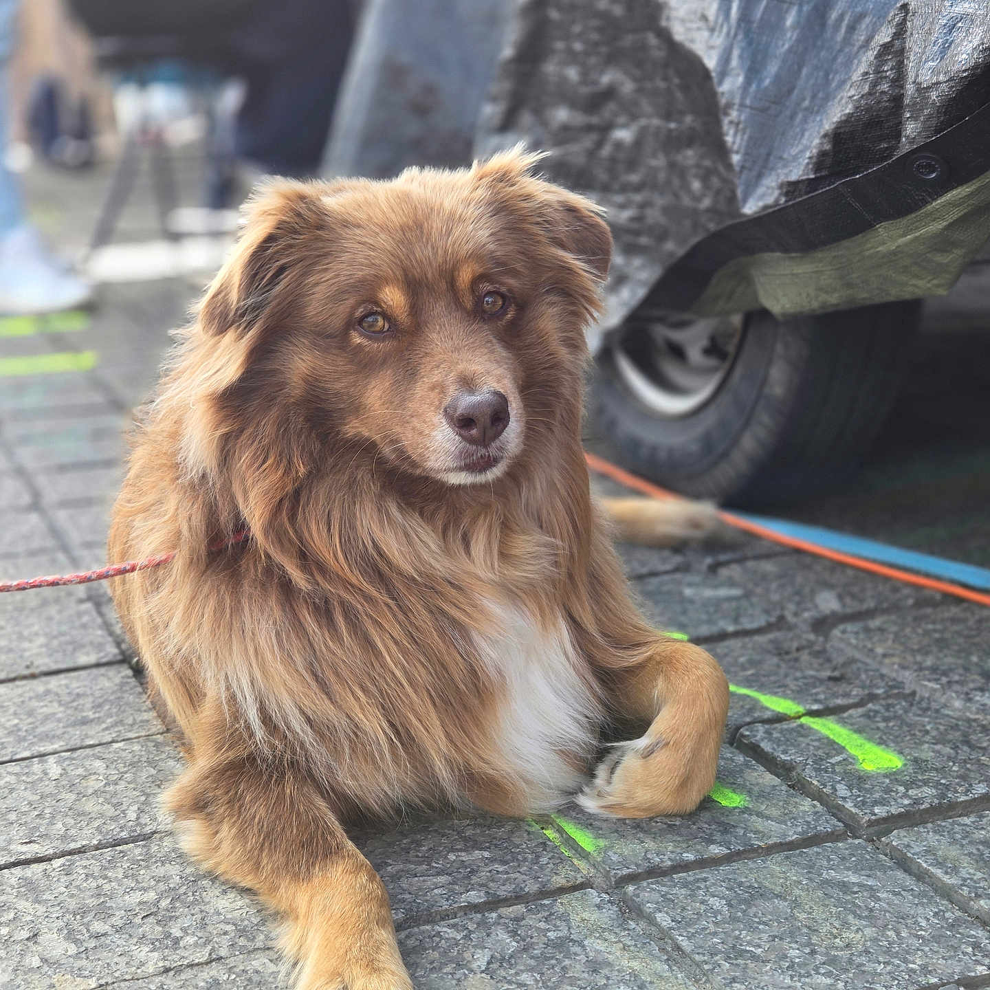 Woody a rejoint le concours — aidez-le/la à gagner de superbes lots ! animal, blurred_background, brown_fur, calm, canine, closeup, daylight, dog, fluffy, leash, outdoor, pavement, pet, portrait, resting, sitting, street, urban, vehicle, wheel