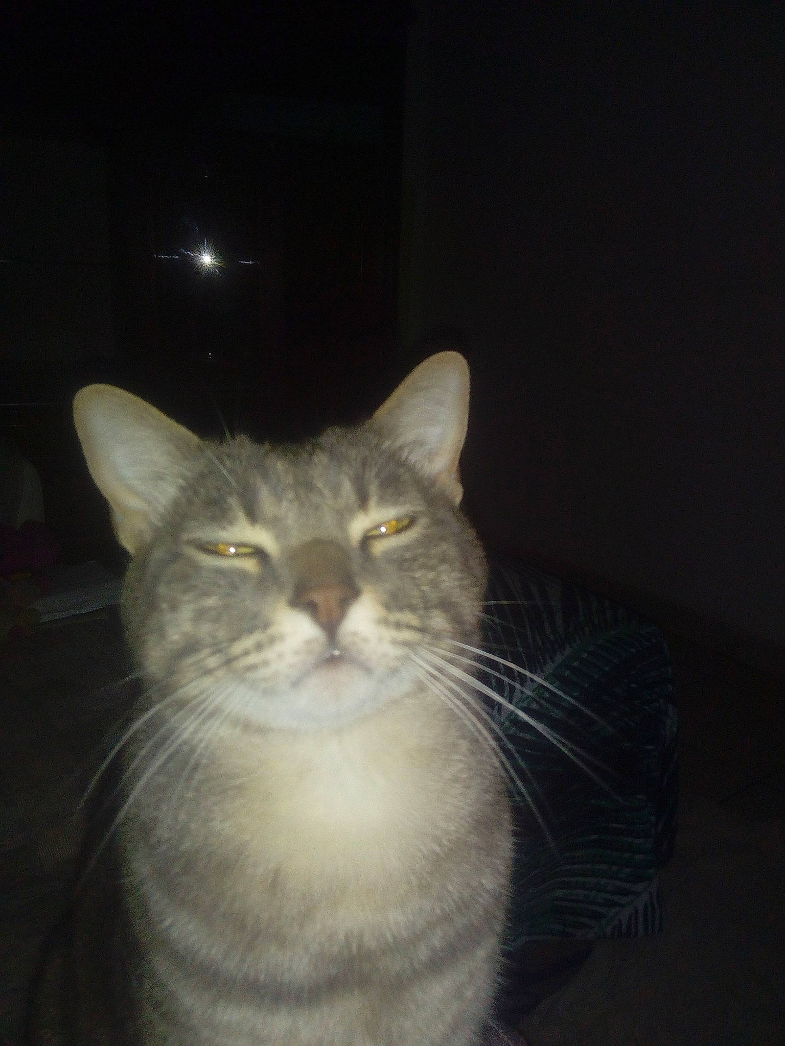 Azur participe au concours pour gagner de l'argent avec cette photo : carnivore, cat, darkness, domestic_short_haired_cat, ear, eye, felidae, fur, iris, small_to_medium_sized_cats, snout, whiskers