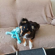 Scotty a rejoint le concours — aidez-le/la à gagner de superbes lots ! puppy, dog, tricolor, black, brown, white, couch, blanket, plush_toy, indoor, pet, cute, fur, animal, relaxing, looking_up, soft_texture, home, companion, toy