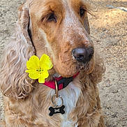 Tempo participe au concours pour gagner de l'argent avec cette photo : dog, golden_brown, flower, yellow_flower, collar, bone_tag, fur, wavy_fur, pet, outdoor, animal, cute, portrait, calm, nature, sunlight, ears, nose, closeup, background