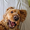 Tempo a rejoint le concours — aidez-le/la à gagner de superbes lots ! dog, golden_retriever, pet, happy, smiling, lying_down, bed, fur, ears, mouth_open, teeth, tongue, close_up, canine, animal, domestic_animal, cute, playful, indoor, portrait