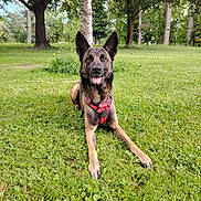 Yuki participe au concours pour gagner de l'argent avec cette photo : dog, german_shepherd, canine, pet, animal, grass, park, trees, nature, outdoor, harness, greenery, summer, daylight, tongue_out, happy, lying_down, mammal, forest, playful