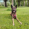 dog, german_shepherd, canine, pet, animal, grass, park, trees, nature, outdoor, harness, greenery, summer, daylight, tongue_out, happy, lying_down, mammal, forest, playful