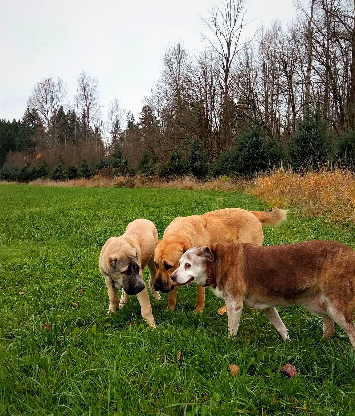 Hurma is registered to the contest to win money with this photo: agriculture, carnivore, companion_dog, dog, dog_breed, fawn, grass, grassland, grazing, human_leg, landscape, livestock, meadow, natural_landscape, plant, sky, sporting_group, terrestrial_animal, tree, working_animal