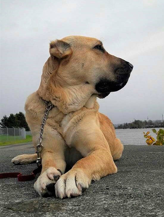 Hurma joined the competition — help win amazing prizes! canidae, carnivore, cloud, collar, companion_dog, dog, dog_breed, fawn, non_sporting_group, paw, plant, sky, snout, sporting_group, tail, terrestrial_animal, tree, whiskers, working_animal, working_dog